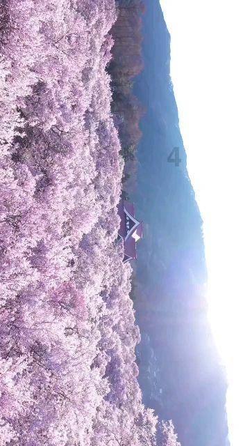救援小白狼